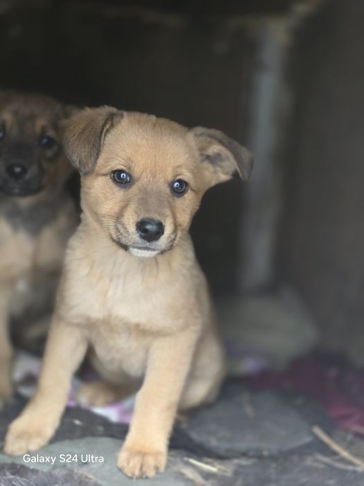 Милые сестрички лисички