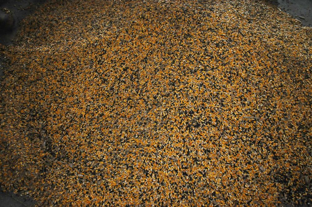 Porumb vrac/sac Grau Orz Ovaz Tarate Grau Floare Mazăre AmestecCereale