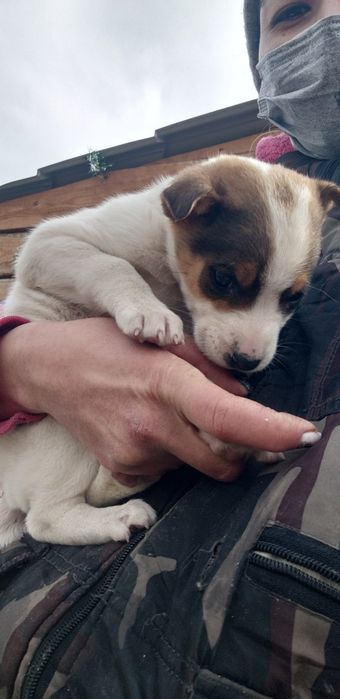 Лапоньки щенки в добрые руки