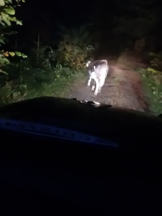 Viței  , animale vii