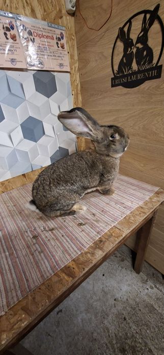 Mascul urias german gri