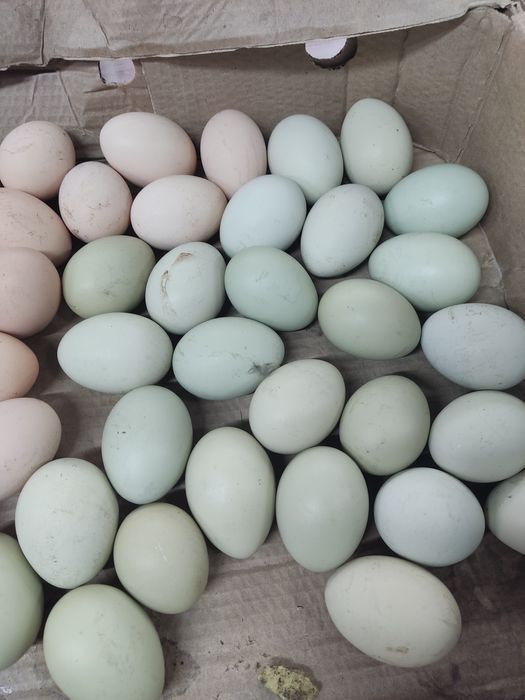 Продам инкубационные яйца.