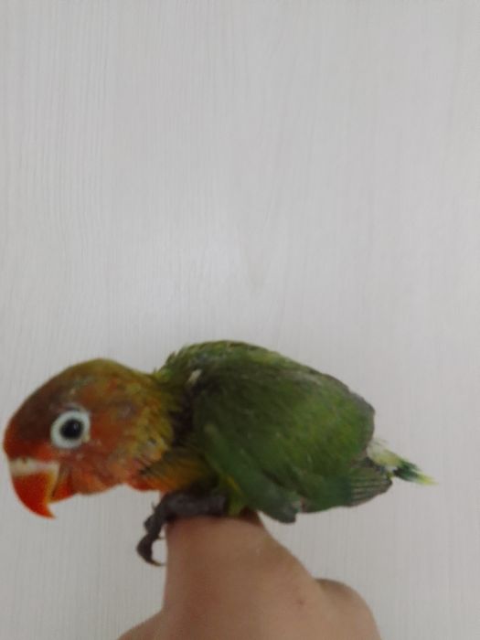 Ruchnoy popugay sotiladi