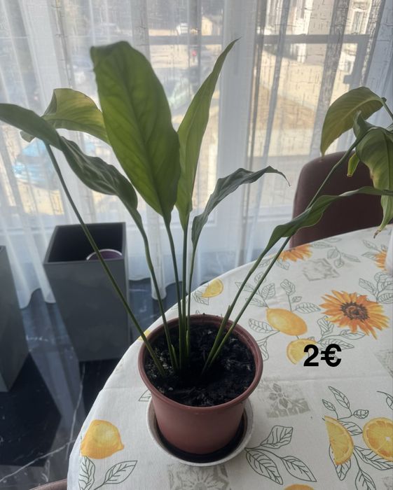 Цветя различни видове -1.50€-9€