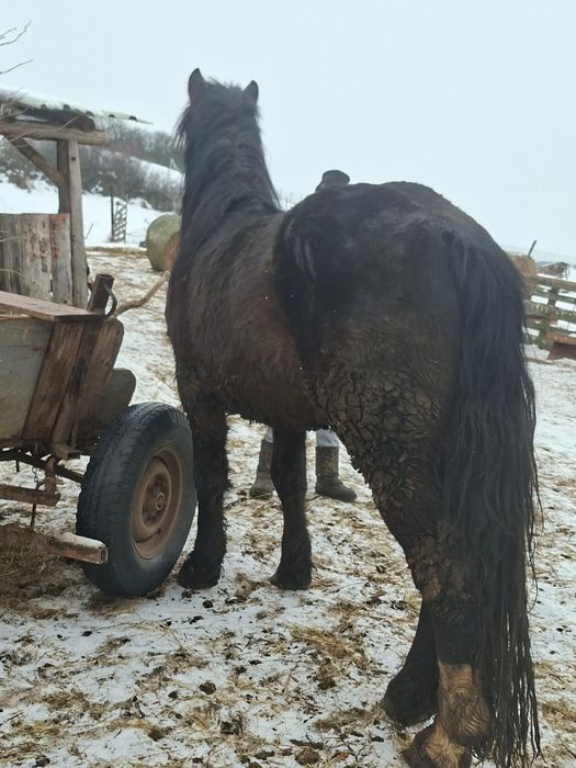 Vând mânz de 3 ani