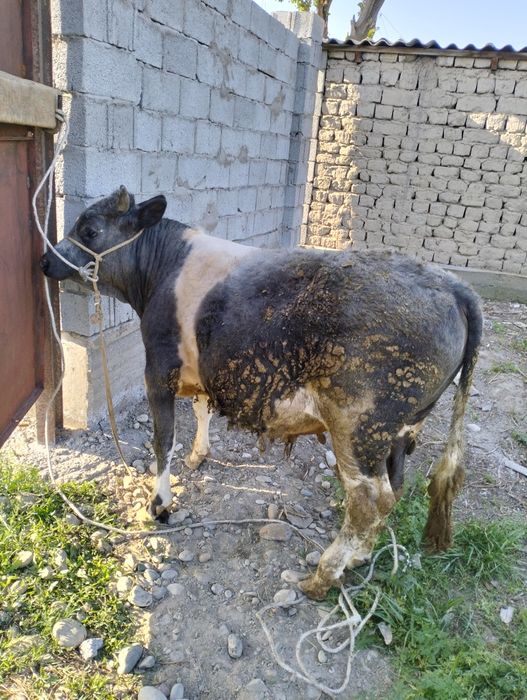 1 жастан асқан семіз Бұза сатылады!