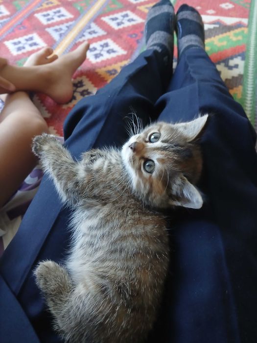 Котёнок 2 месяц рыже-серая