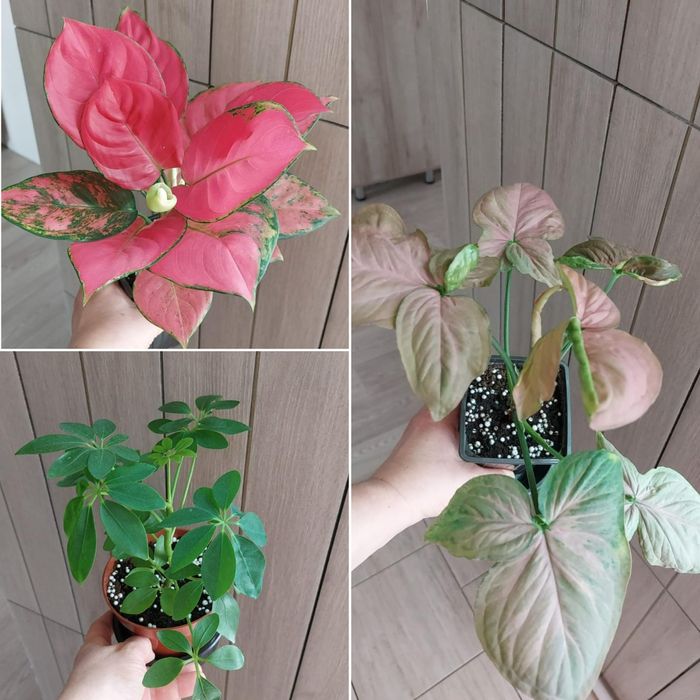 Цветы **р а з н ы е **цветы