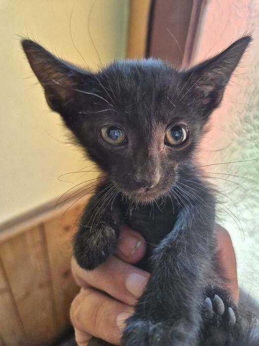 Adopție Pisicuți