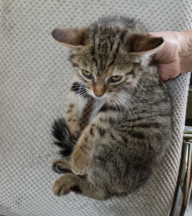 Подарявам малко котенце