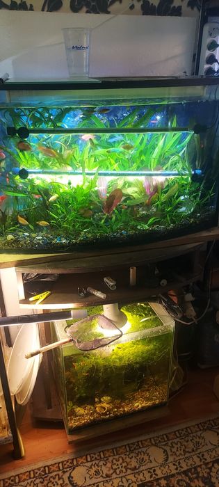 Рыбки мирные. Растения. .