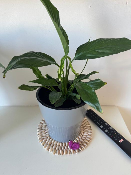 Продам цветы писать в ватсап