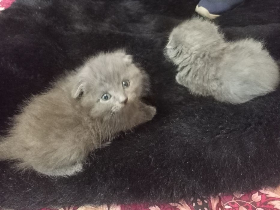 Продаются котята