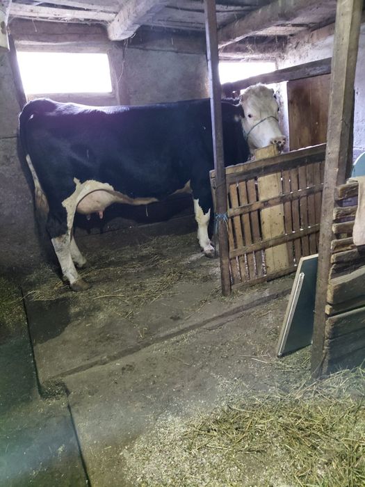 Vaca de 5 ani cu lapte