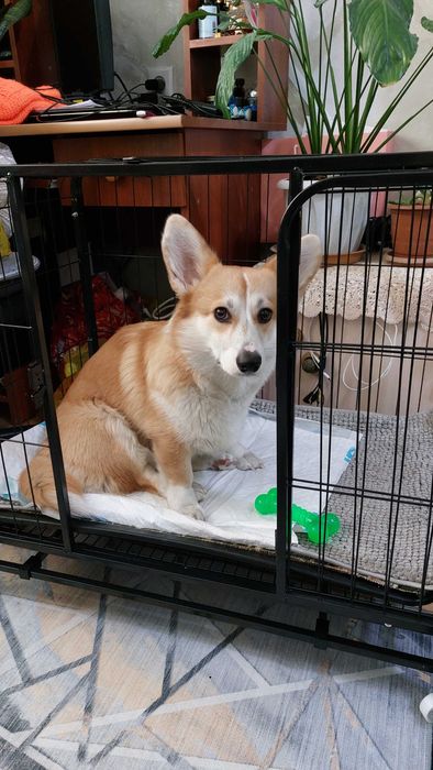 Клетка для собак