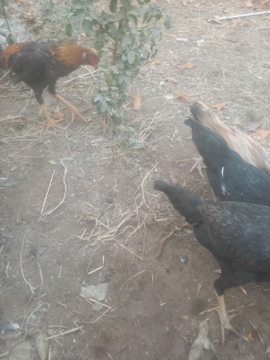 Kulangli toviqlar bor sotiladi