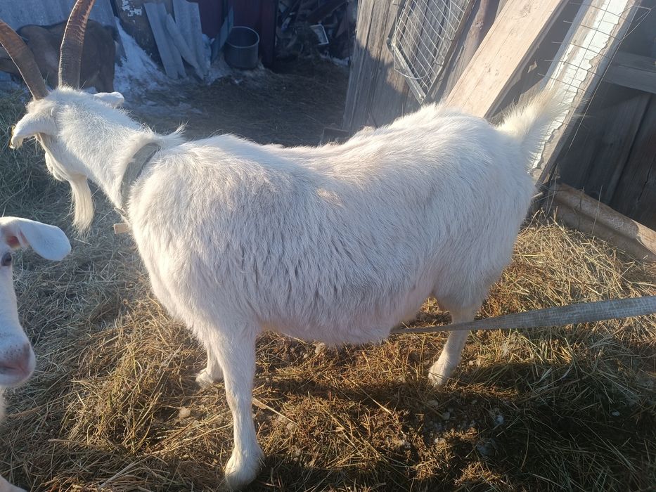 Продам двух козочек