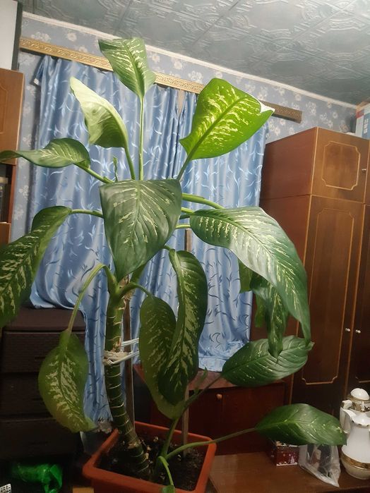 продам цветок  ДИФФЕБАХИЯ