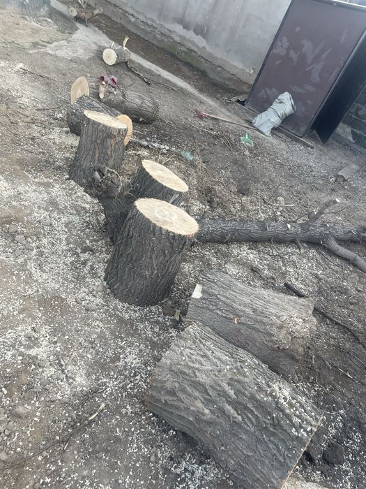 Дрова отдам дарам