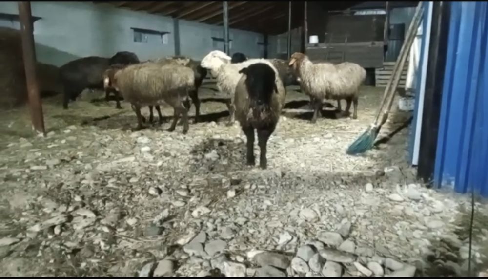 Бараны, қой тоқты