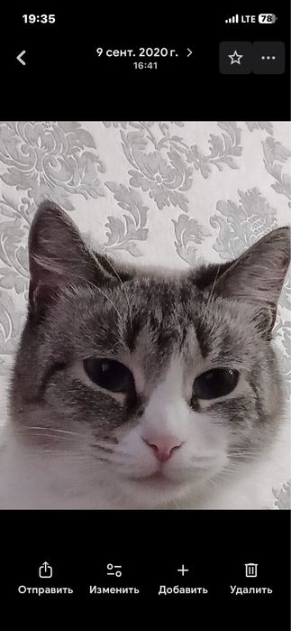 Внимание пропала кошка кличка алиса.