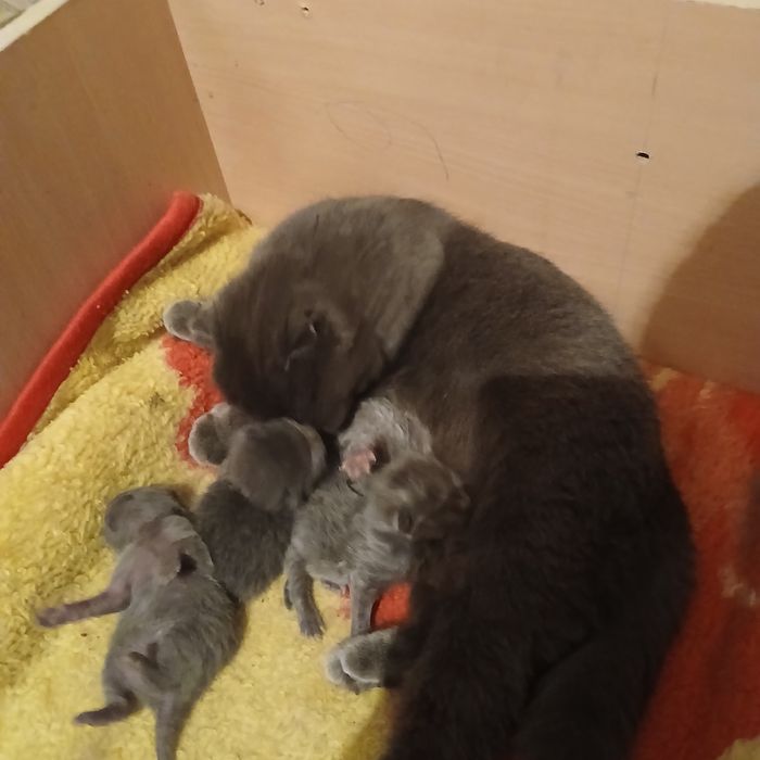 Продоеться котята веслоухие