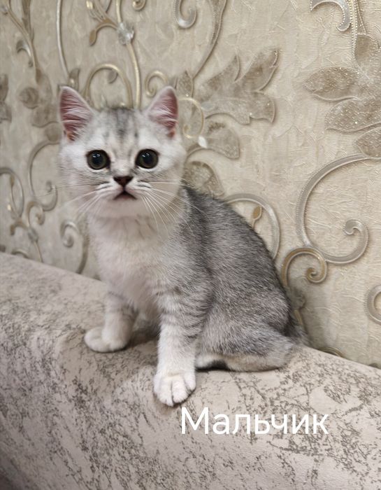Шотландские котята