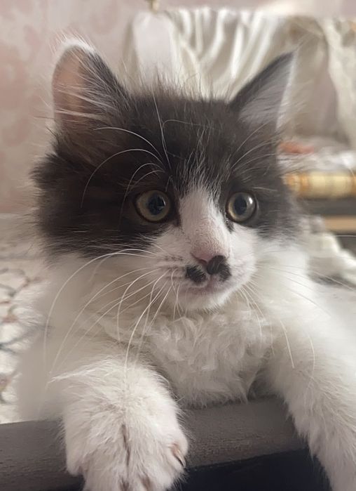 Отдам котенка в добрые руки