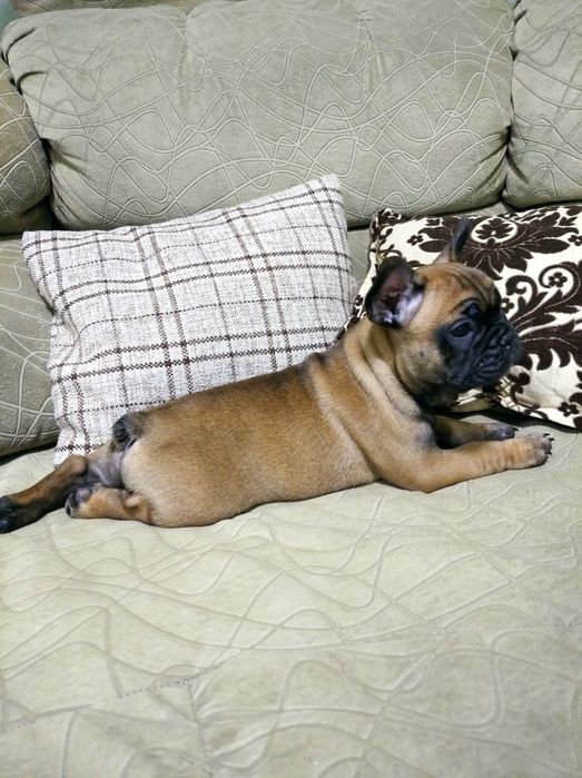 Французский бульдог