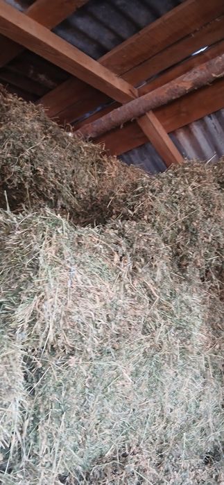 Vând Baloți de Lucernă