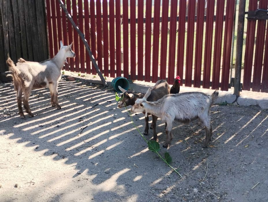 Iezi de vânzare
