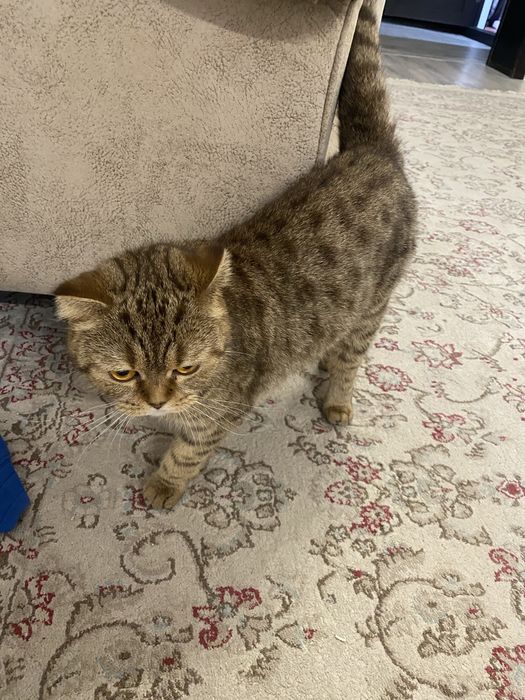 Шотландская вислоухая кошка