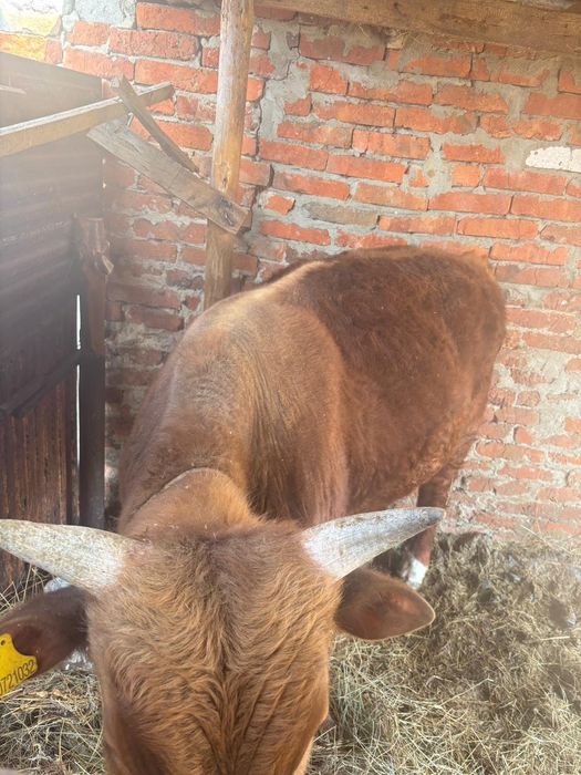 Бычок  возвраст 1 год 3 месеца