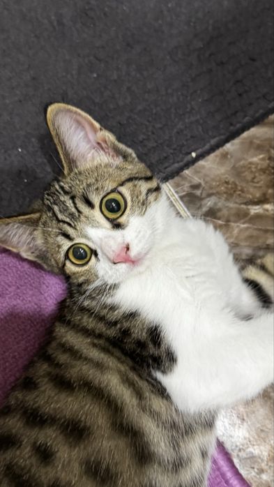 Отдам котенка в добрые руки