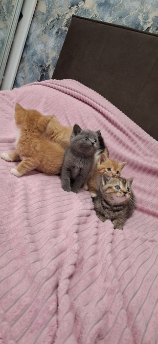 Британские ласковые котята
