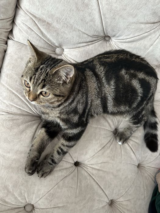 Кот ищет кошечку