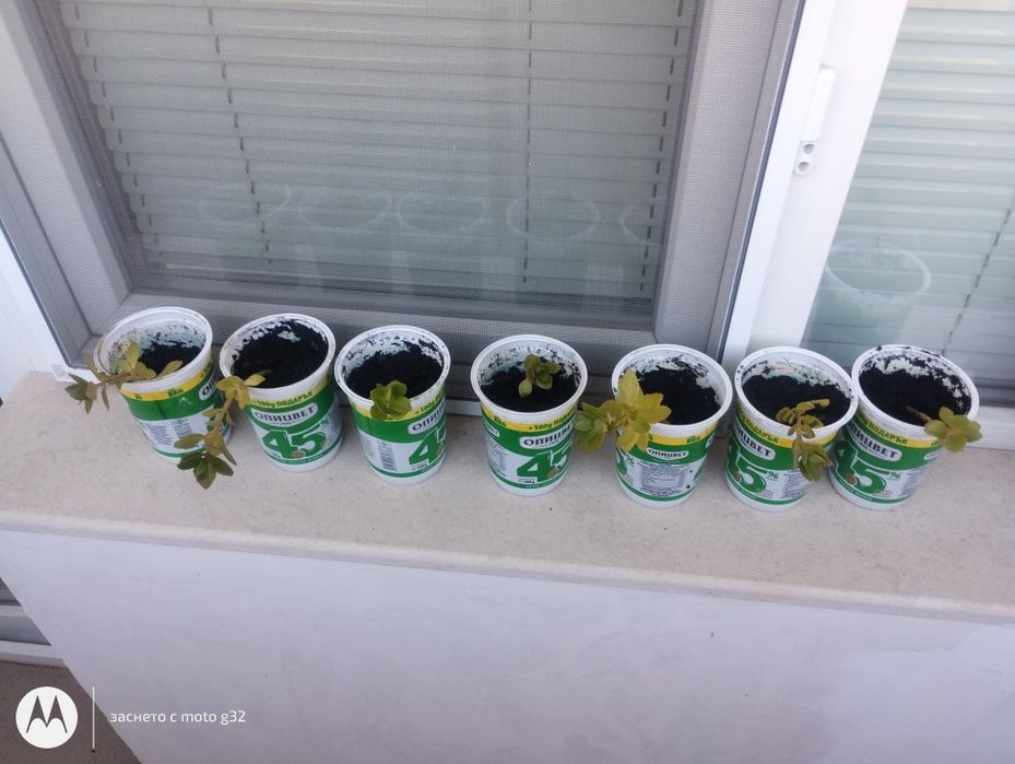 Каланхое розово.