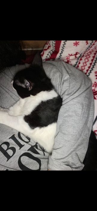 Adoptie pisica aprox 1 an