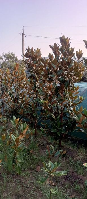 Магнолия итальянский сорт