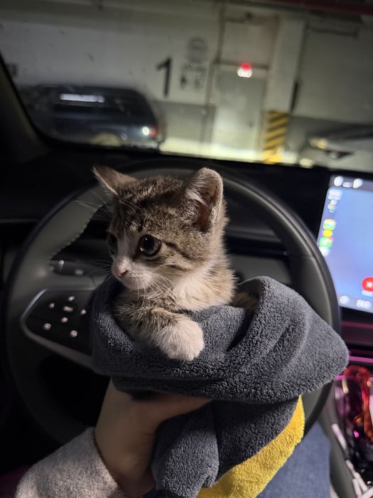 Отдаю котенка в добрые руки
