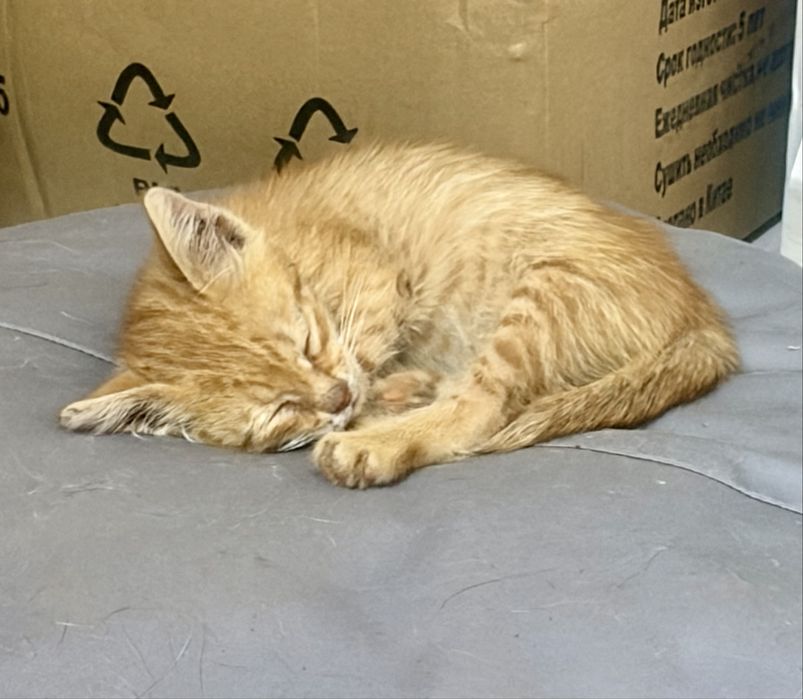 Котенок в поисках дома