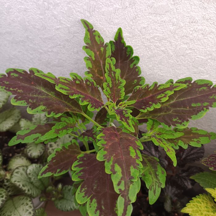 Комнатные растения