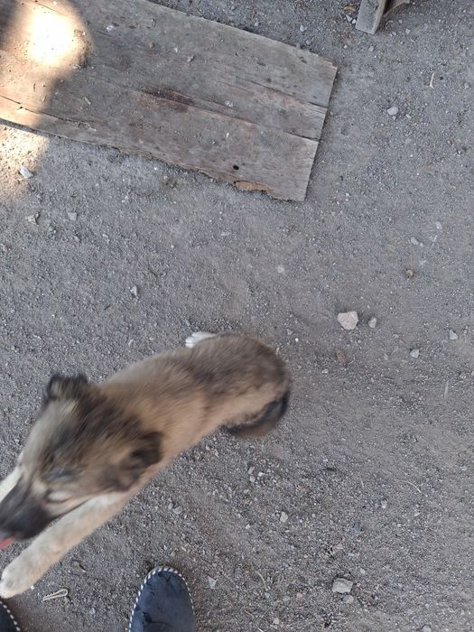 Щенка в добрые руки