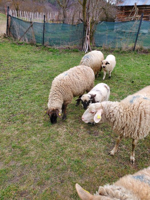 Vand oi cu miei dupa ele