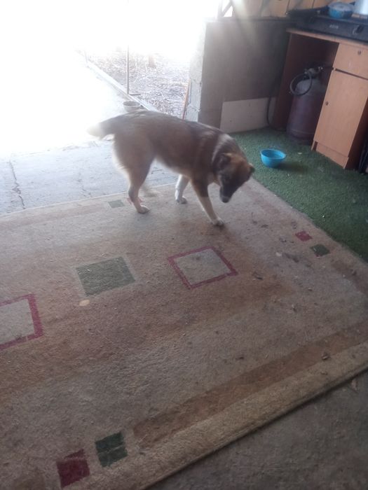 Отдаем руки щенок девочка найдёныш