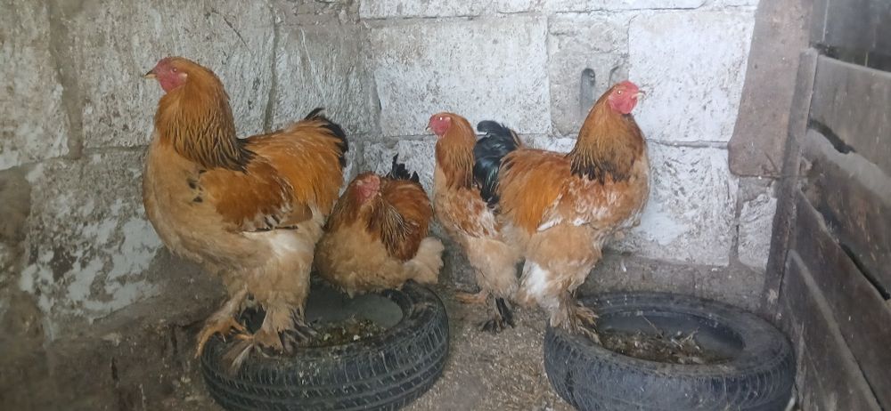 Cocoși gold găini brahma din primăvară