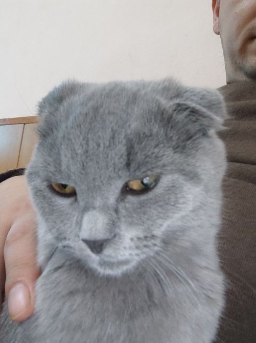 Продам котёнка вислоухий скотиш