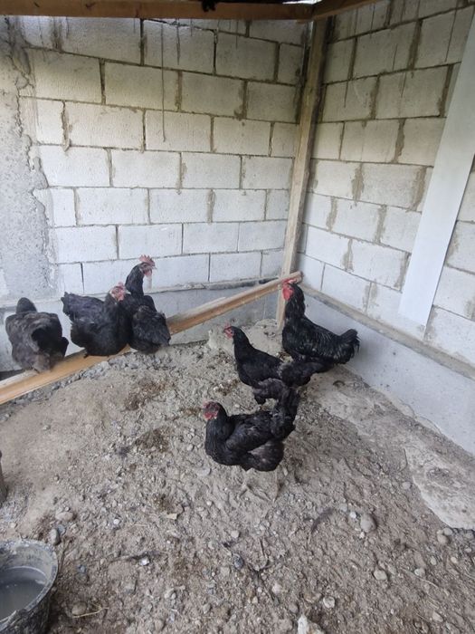 Tovuq va xoʻrozlar sotiladi Donasi 300.000sum