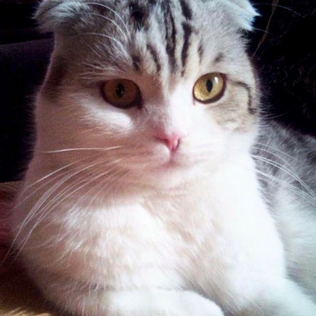 Вязка  шотландской породы