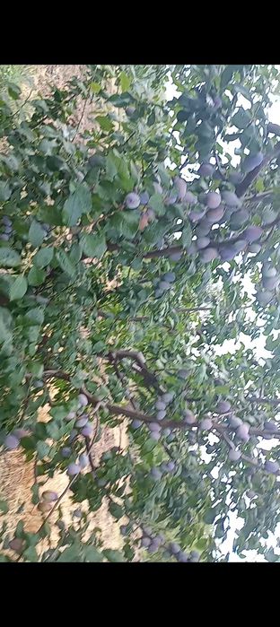 Prune pentru țuică